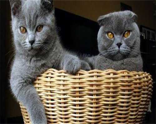 子宫腺肌瘤试管成不成功？腺肌瘤试管成功的吗？